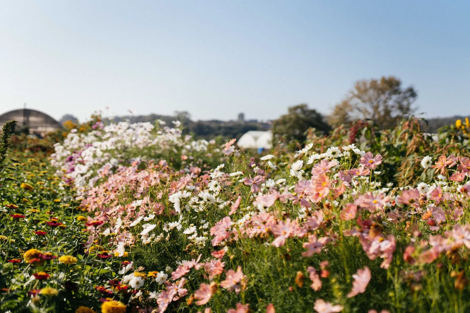 Vibrant meadow filled with colorful wildflowers basking in the sunlight.