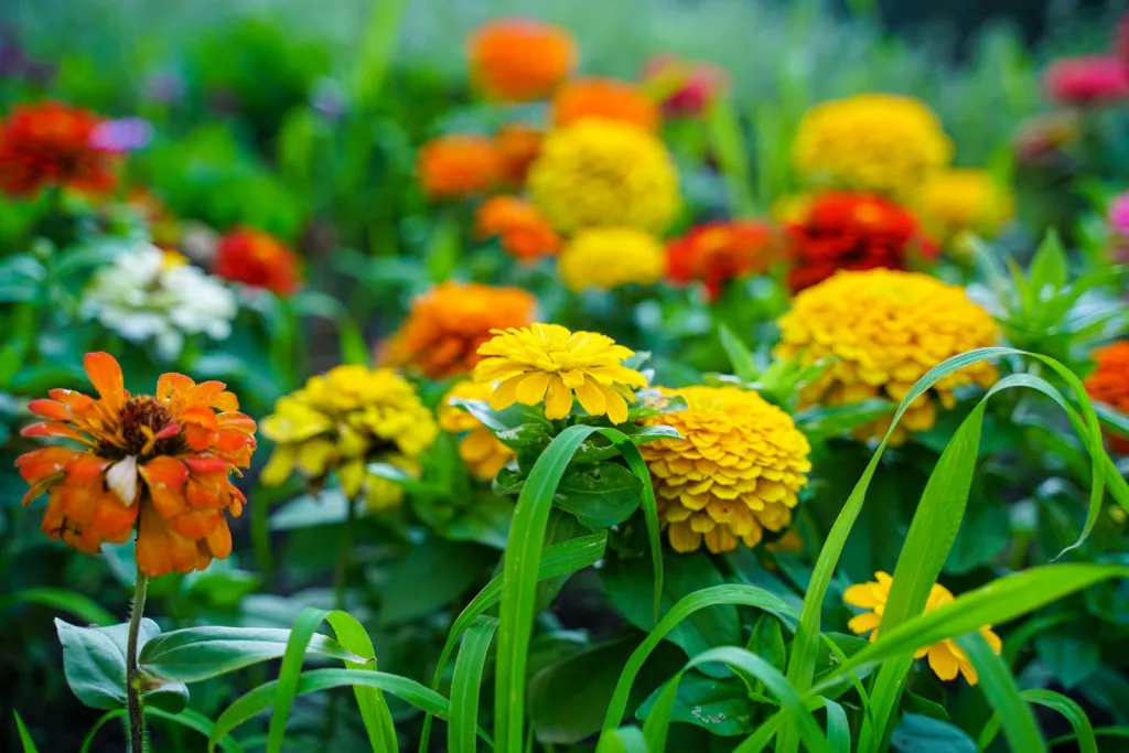 Designed for Flowers